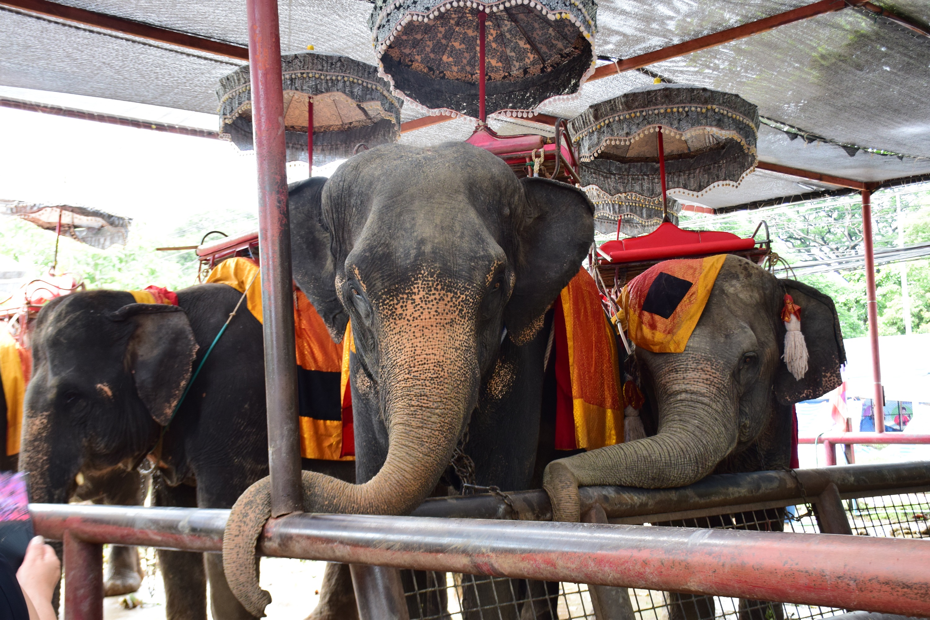 エレファントキャンプにて、象に乗ってお散歩